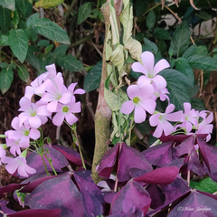 Oxalis triangularis
