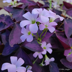 Oxalis triangularis
