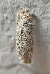 Phereoeca