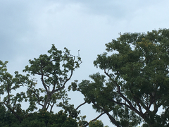 Psittacula longicauda