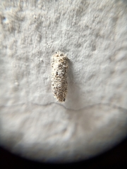 Phereoeca