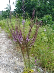 Anarrhinum longipedicellatum