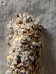 Phereoeca