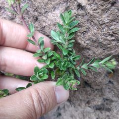 Oxylobus arbutifolius