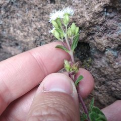 Oxylobus arbutifolius