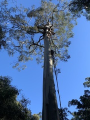 Eucalyptus viminalis viminalis