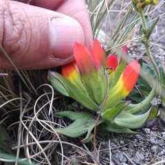 Castilleja tolucensis