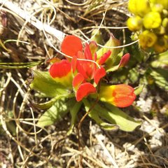 Castilleja tolucensis