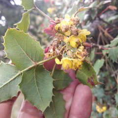 Berberis alpina