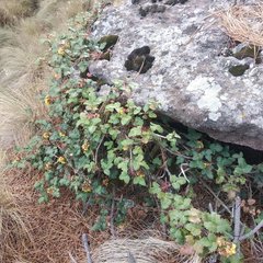 Berberis alpina
