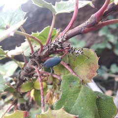 Berberis alpina