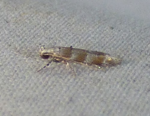 Pine Needleminer Moths photo 5