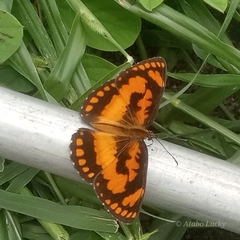 Byblia anvatara crameri