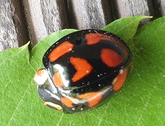 Aiolocaria hexaspilota