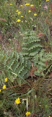Cynara tournefortii