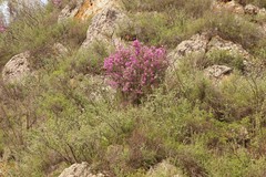 Rhododendron dauricum