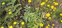 Cynara tournefortii
