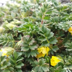 Potentilla richardii