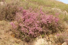 Rhododendron dauricum