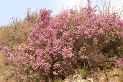Rhododendron dauricum
