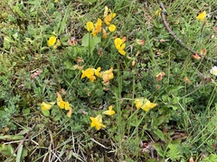 Lotus corniculatus