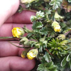 Potentilla richardii