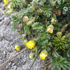 Potentilla richardii