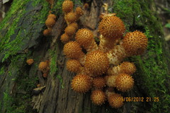 Pholiota squarrosoides image