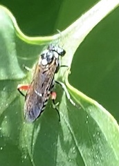 Macrophya punctumalbum