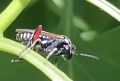 Macrophya punctumalbum