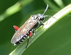 Macrophya punctumalbum