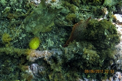 Scorias spongiosa image