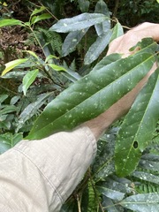 Elaeocarpus kirtonii