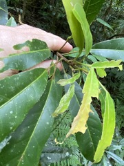 Elaeocarpus kirtonii