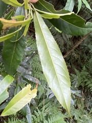 Elaeocarpus kirtonii