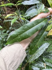 Elaeocarpus kirtonii