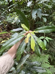 Elaeocarpus kirtonii