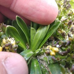Draba nivicola