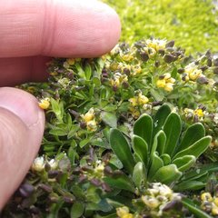 Draba nivicola