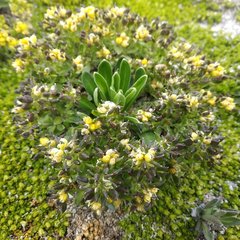 Draba nivicola