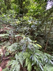 Elaeocarpus kirtonii