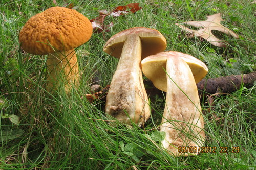 wrinkled bolete