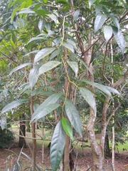 Cordia ecalyculata
