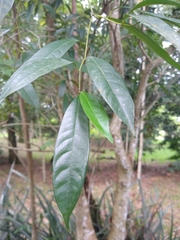 Cordia ecalyculata