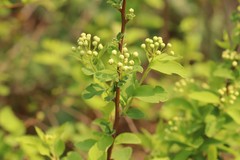 Spiraea chamaedryfolia