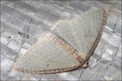 Poecilasthena pulchraria