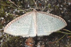 Poecilasthena pulchraria