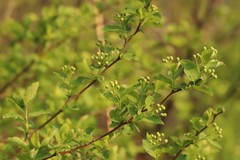 Spiraea chamaedryfolia