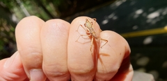 Epidaus tuberosus