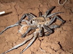 Hoggicosa